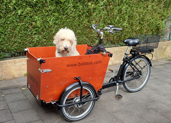 17.09.2025: Madlock und Ella waren 10 km mit dem Fahrrad unterwegs.Entlang  der Erft von BM-Zieverich zur Horremer Mühle und zurück.