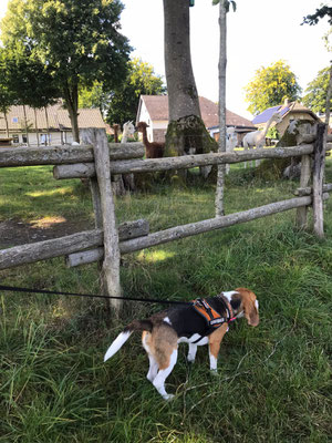 15.09.2024: Milow (2J) 4,8km Runde um Kalterherberg