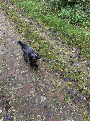 25.09.2024:Lila ist 3,8km in Bergheim Oberaussem  gelaufen