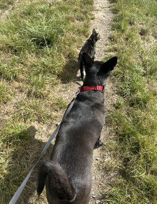 30.09.2025: Kaya und Kater Mio sind 5,2 km gelaufen. Grüner  Weg in Bergheim, durch den Tagebau bis zum Goldenen Oktober und wieder zurück.