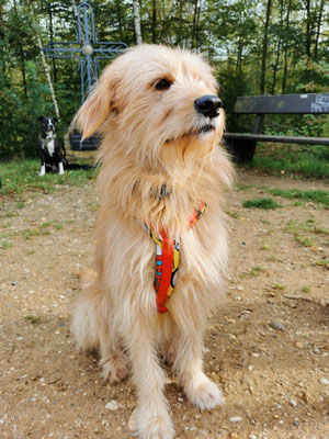 29.09.2024: Rudi, (3 J) war 7,8km unterwegs. vom Dresurstall Mödrath in Kerpen gestartet und sind rund ums Marienfeld, am Papsthügel vorbei, Richtung Götzenkirchen mit einem Abstecher zum Buisdorfer See. Von dort aus weiter zum Startpunkt.