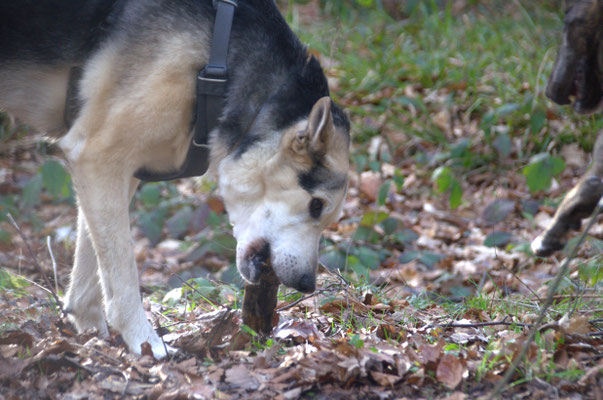 24.009.2024: Balu, (13 J)  ist 10,5 km gelaufen. Schloß Thor Runde von Lontzen