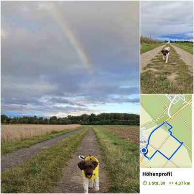 30.09.2024: Bella (4J) hat 4,37 km zurückgelegt.Eine Feldrunde bei sonnigem Septemberwetter mit Sonne, Nieselregen und Regenbogen.