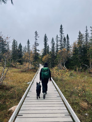 22.09.2024: Chai (6J) hat eine 8km lange Wanderung in Schwedern Fulufjället Naturreservat: Wanderung zum Njupeskär und Old Tjikko gemacht.