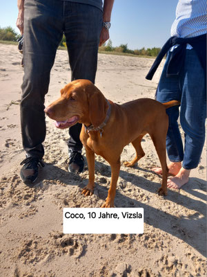 20.09.2024: Coco (10J) ist 6.9km in Twielenfleth gelaufen
