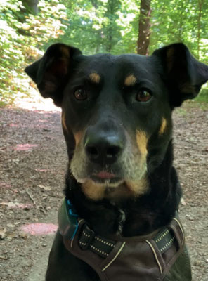 19.09.2025: Barney hat 3,5 km zurückgelegt. Südtirol, Italien, schöne Waldrunde, in Atums