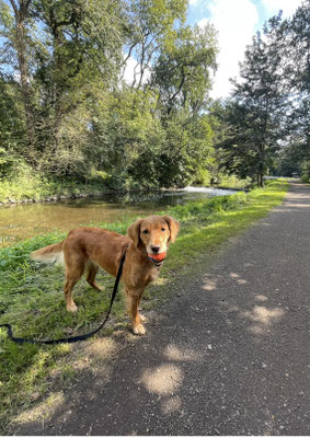 15.09.2024: Ruby (4J) hat 4km zurückgelegt.Start am Parkplatz Loersfelder Busch, Waldwanderweg bis zur Erft, an der Erft entlang auf dem Fahrradweg, vorbei am „Wasserfall“, zurück weiter bis zum Parkplatz.