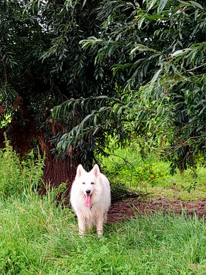 01.09.2024; Yuki: Rund um Arcen und in den Schlosspark. Eine tolle Tour durch Feld uns Wald ubd zum Abschluss  die Schlossgärten angeschaut. Hunde an der kurzen Leine erlaubt....😀