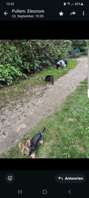 23.09.2024: Ruby, Boomer, Kimba, Muffin und Sparky waren im Nordpark / Ossendorf unterwegs