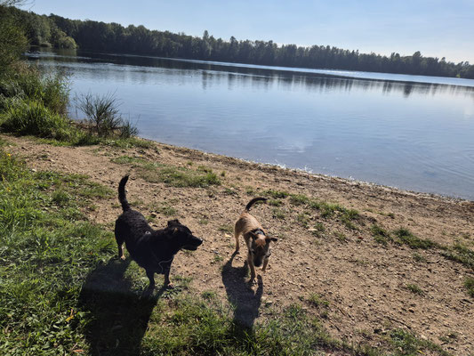 28.09.2025: Bienchen und Finny sind 6km gelaufen bis zum Peringsmaar und komplett um den See und zurück