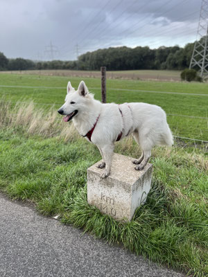 15.09.2025: Loki hat 6 km zurückgelegt. Feld, Wald, Kanalüberquerung, Reiterhof 