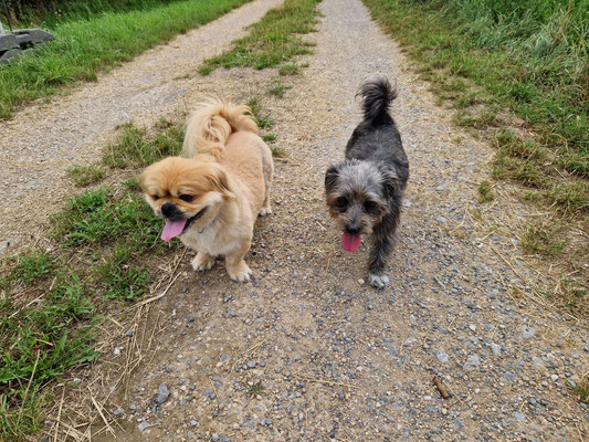 20.09.2025: Barney und Toto sind 8,2 km gelaufen.  Kerpen-Buir - Golzheim - Kerpen-Blatzheim - Kerpen-Buir,