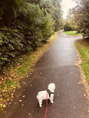 26.09.2024:Lilly (12J) ist in Sindorf 2,1km gelaufen.