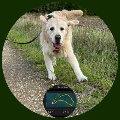 14.09.2025: Thor ist 10 km gelaufen. Alter Tagebau, Fortunafeld