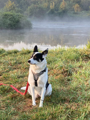 24.009.2024: Greta, (10 J)  ist 10,5 km gelaufen. Schloß Thor Runde von Lontzen