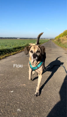 Yoshi, (fast 11 J), Flóki, (6 J) Emma (4 J) Matilda (4 J) waren 5km unterwegs. Vom Parkplatz mitten auf dem Acker bei den Rheurdter Höhen um die Felder, Richtung Wald, durch den Wald und zurück über die Wiese, wieder um die Felder zum Auto. 