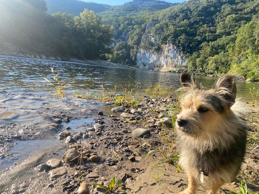 20.09.2024: Tommy, (1 J) war 5km unterwegs. Im Ardechetal (Südfrankreich) vom Campingplatz bei Vallon-Pont-D‘Arc zu einem Aussichtspunkt an der Pont D‘Arc.