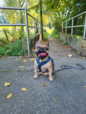 22.09.2024: Rocco, (2 J) ist in Jüchen-Bedburdyck gestartet und eine große Runde (5km)ins Feld Richtung Aldenhoven gegangen. 