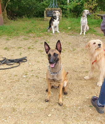 29.09.2024: Fenja, (2 J) ist 7,8km im Marienfeld gelaufen.