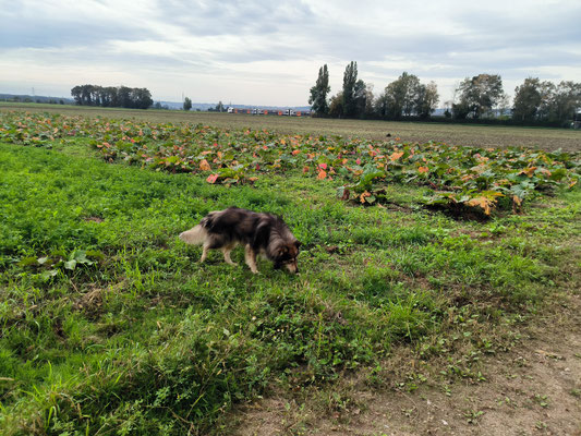 25.09.2024: Paco (8J) hat 5,58 km zurückgelegt. Vom Wesselinger Wohngebiet aus Richtung Entenfang. Dort hoch aufs Feld Richtung Sechtem, an der Kiesgrube vorbei, oben an den Bahnschienen entlang und am Bach zurück ins Wohngebiet.
