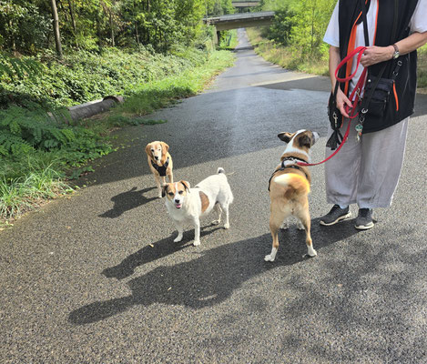 08.09.2024: Angie (10J), Hook (11J) und Hannah (11J) sind 8km von zuhause entlang am Vierbrückenweg, Neulanddamm, Am Holtroper Busch, Pilgerweg gelaufen..