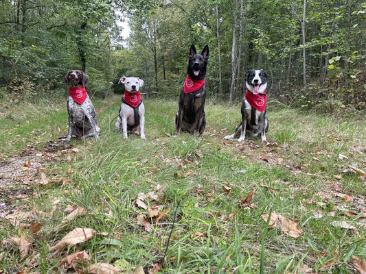 21.09.2025: Hayzel, Sky, Stella und Cap sind 8,4 km gelaufen.