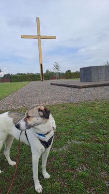 30.09.2025: SaLu Dogs hatmit 31 Hunden insgesamt 171 km für uns erlaufen