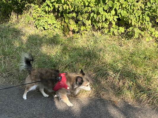 17.09.2024: Bailey (6J)  ist 2,2km von Start: Antwerpener Straße, Kerpen - Überquerung kleine Brücke Richtung Tennishalle/Hubertusbusch - Richtung Aldi / Neu-Manheim - Maisfeldumrundung Richtung Tennishalle - kleine Brücke Antwerpener Straße gegangen