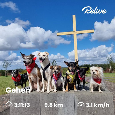 14.09.2025: Lina, Dalia, Smartie, Lotta, Yuna, Lissi und Emmi waren im Marienfeld unterwegs, am Boisdorfer See vorbei, bis zum Papsthügel und wieder zurück und haben 9,8km zurückgelegt.