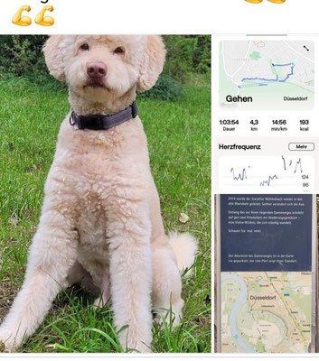 29.09.2024: Mika (11.5 J) ist 4,3km im Bereich der Urdenbacher Kämpe in Düsseldorf gelaufen. Von Zuhause über die Brücke auf die Baumberger Seite gelaufen.