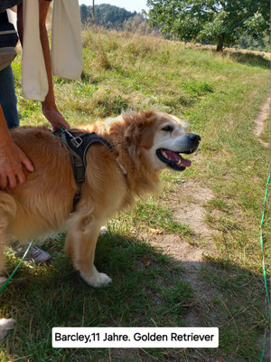 18.09.2024: Barclay (11J) ist in der Barger Heide 3 km gelaufen.