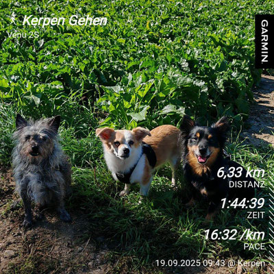 19.09.2025: Rocky und Nala sind 6,33 km durch das Naturschutzgebiet in Sindorf, entlang der großen und kleinen Erft nach Horrem durchs Parrig, Richtung Marienfeld gelaufen.
