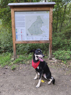 20.09.2025: Balu ist mehr als 10 km gelaufen. Von Horrem über die Quadrather Kippe zum Standpunkt Parkplatz Königsdorfer Forst und wieder zurück