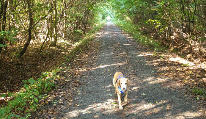 14.09.2025: Sam ist 9km rund um Heppendorf gelaufen.