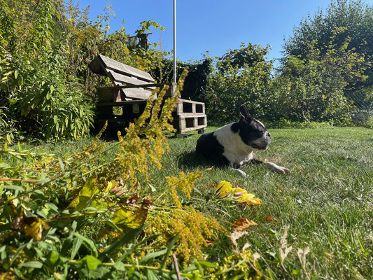 28.09.2024: Charlie, (14 J) 4 km von der Hospeltstraße in Ehrenfeld ins Takufeld