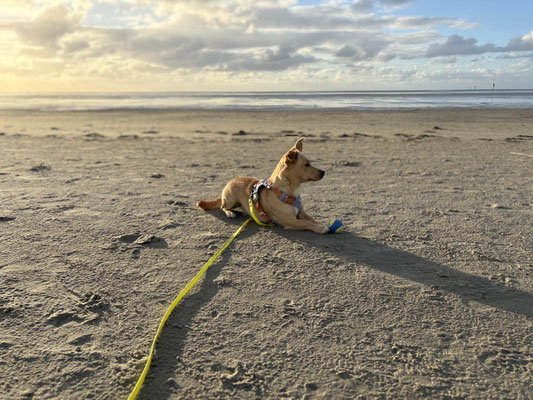 21.09.2025: Bonnie, Momo und Foxy sind 9,82 km in St. Peter Ording gelaufen.