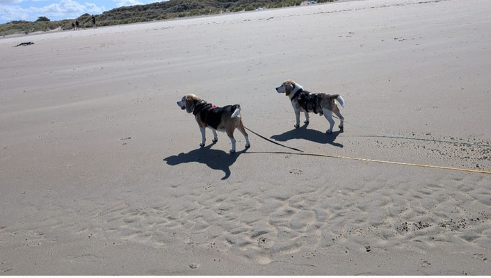 01.09.2025: Paul und Charlie sind 4 km gelaufen. Renesse Stadt zum Strand und zurück.