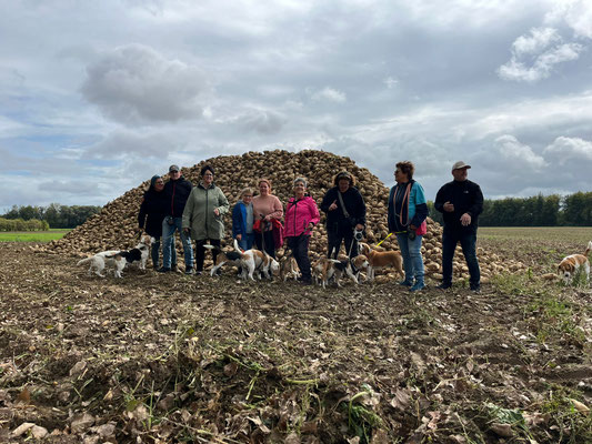 21.09.2025: Der Beagleclub LG Mittelrhein war mit 9 Beagle auf der Vollrather Höhe Grevenbroich 4,6km unterwegs. 