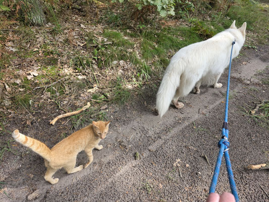 11.092025: Askar, ist gemeinsam mit Kater Stolchi  1 km durch Wald und am Dorfrand gelaufen ist.