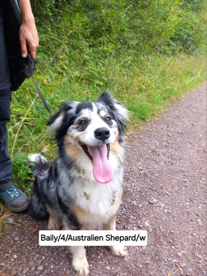 3.09.2025: Baily hat 10 km zurückgelegt auf dem Wolfsweg in Merzig.