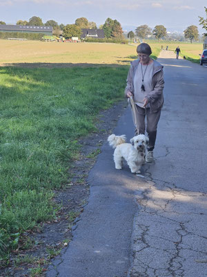 30.09.2025: SaLu Dogs hatmit 31 Hunden insgesamt 171 km für uns erlaufen