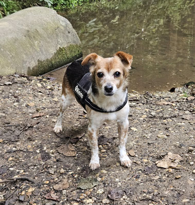 22.09.2024: Tina (13J) ist 9,7km am Marienfeld um den Boisdorfer See am Wald entlang und wieder zurück gelaufen.