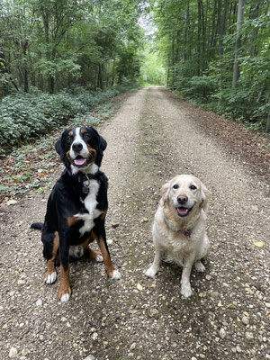 21.09.2025: Amy und Duke sind 10 km gelaufen. Vom Parkplatz am Abtsbusch bis in den Königsdorfer Forst