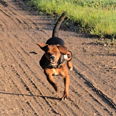 28.09.2025: Polly ist 8,6 km gelaufen. Runde im Marienfeld 