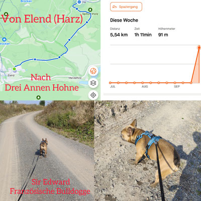 19.09.2024: Sir Edward (fast 3 J) ist 5,54 km im Harz gelaufen,l Berg auf und Berg ab.