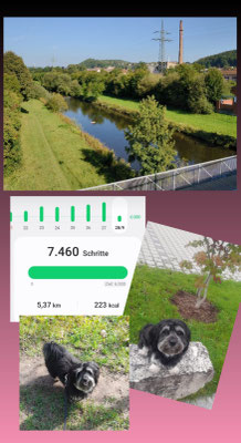 28.09.2025: Yuki ist 5 km gelaufen am Fluß-Ufer der "Wiese" in Lörrach. 