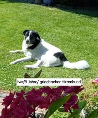 27.09.2025: Ivar ist 7,5 km gelaufen. Eine Runde durchs Feld. Von Ahe Richtung Heppendorf und zurück.