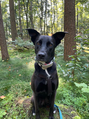 17.09.2024: Penny (2 J) hat  eine Wanderung von 7,49km durch Urwald und an der Hunte entlang im Oldenburger Landkreis gemacht.