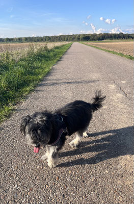 28.09.2025: Zotty ist 2,05 km um das Kerpener Feld gelaufen.