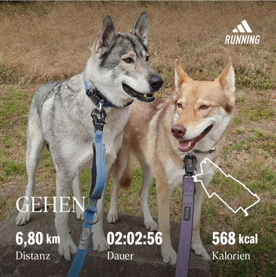 03.09.3035: Alvarr und Nala sind in und um Zons 6,8km gelaufen.